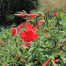 Epilobium Canum The Watershed Nursery Cooperative