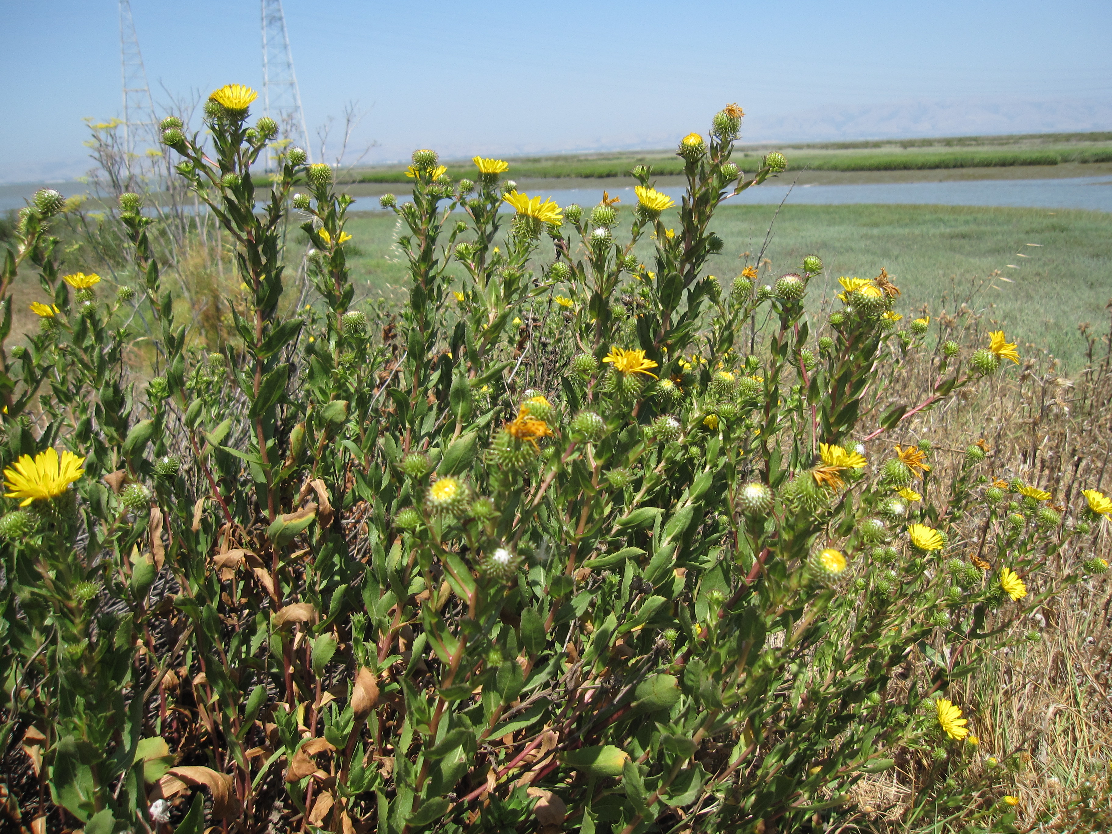 Grindelia Stricta