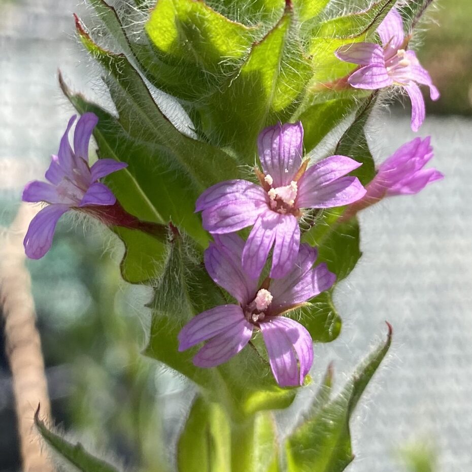 Epilobium Densiflorum The Watershed Nursery Cooperative