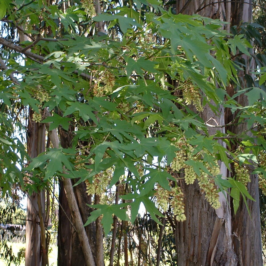 Acer macrophyllum – The Watershed Nursery Cooperative