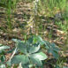 Lupinus sericatus