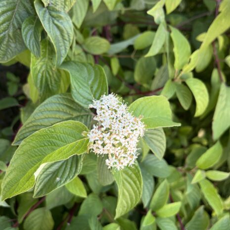 Cornus sericea 2