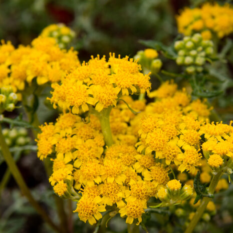 Eriophyllum staechadifolium – The Watershed Nursery