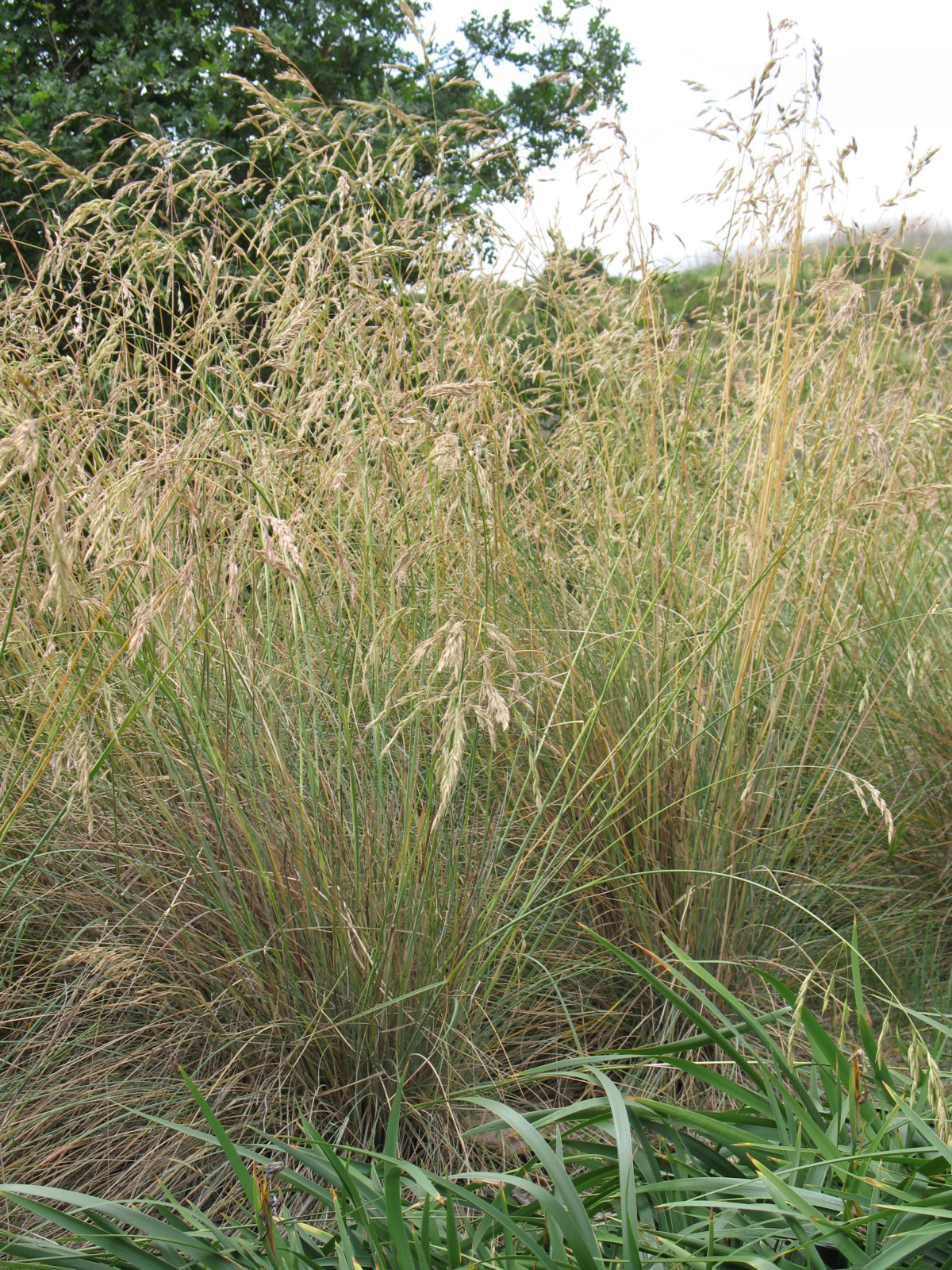 Festuca Rubra The Watershed Nursery