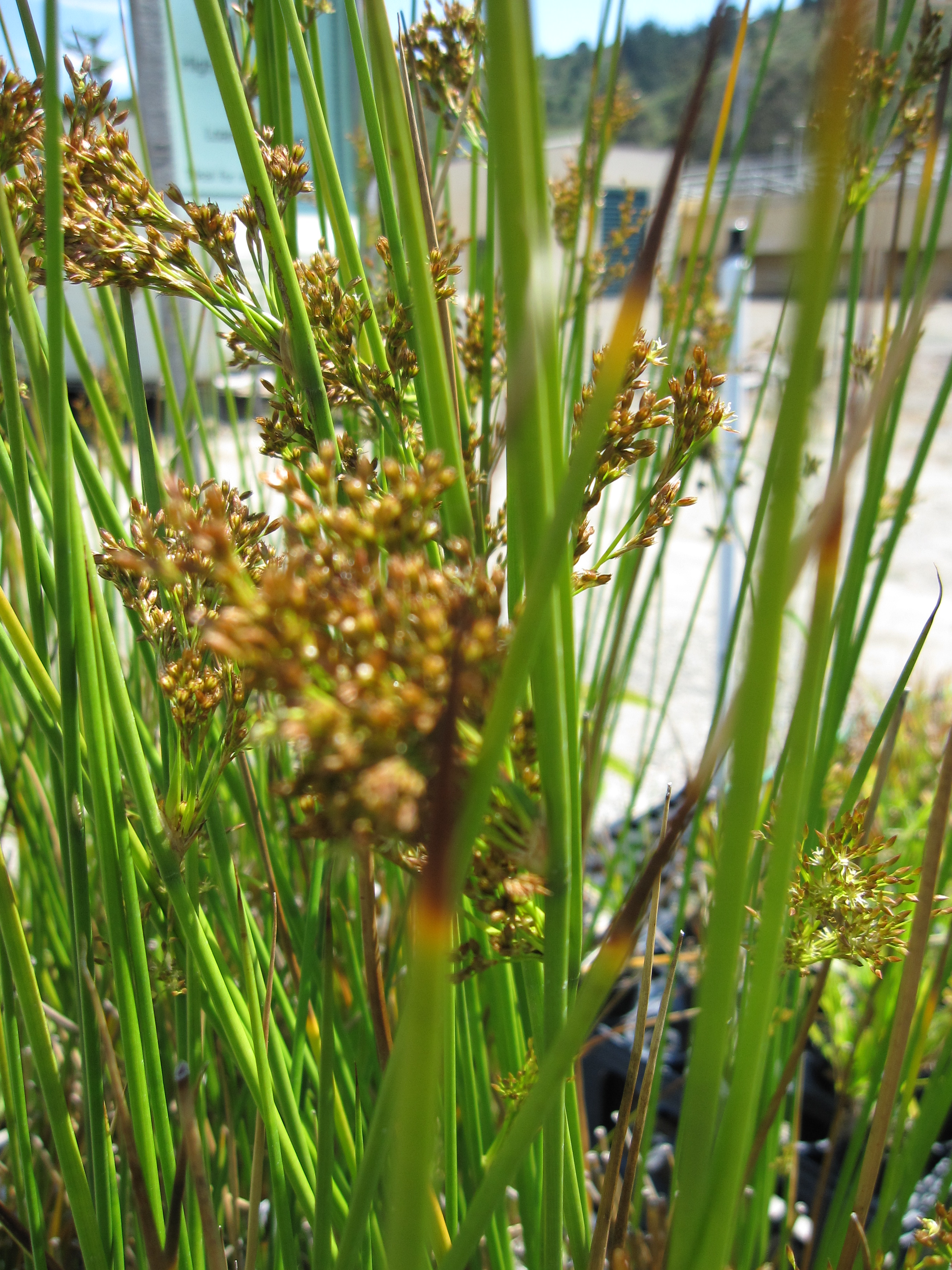 Juncus effusus � The Watershed Nursery