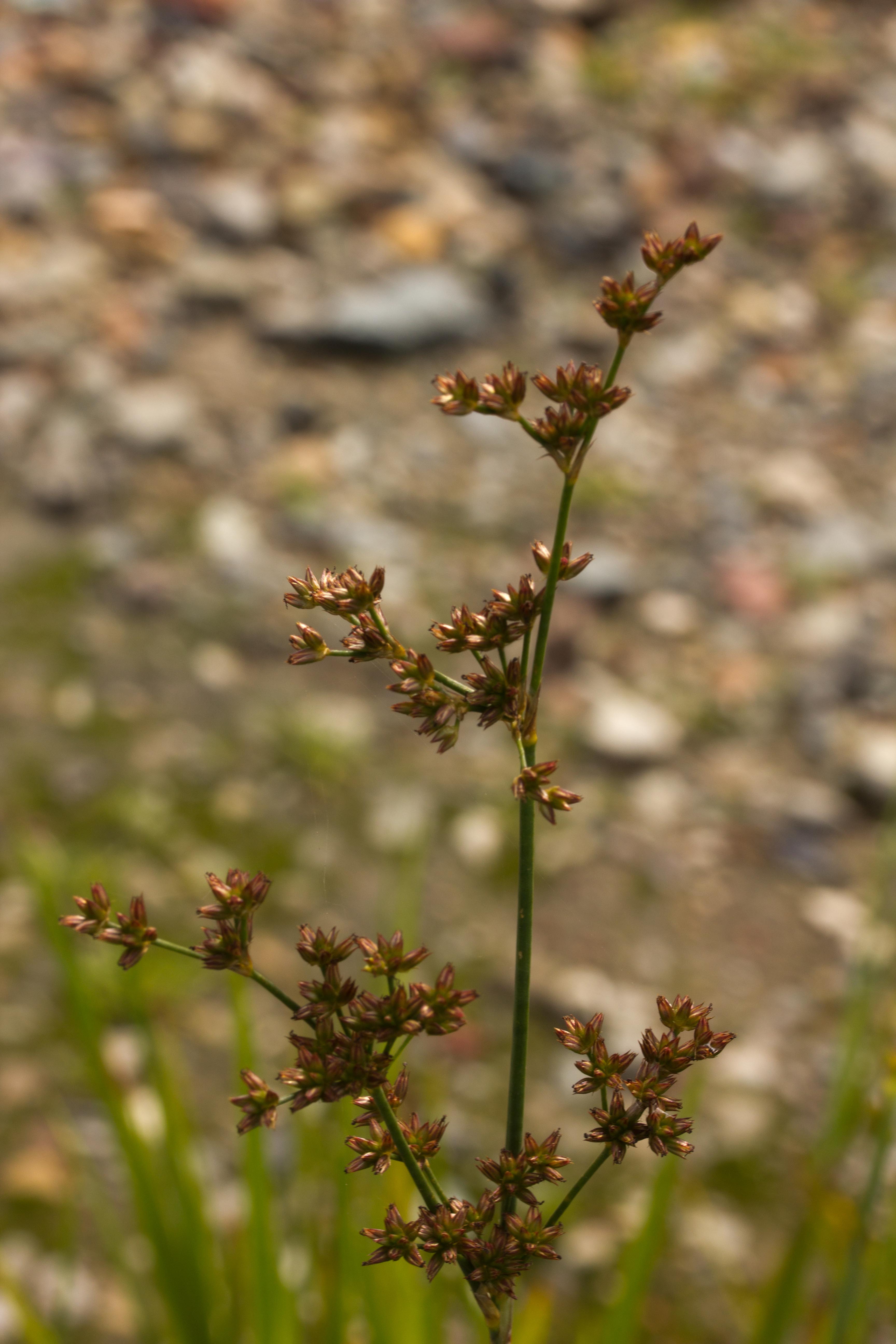 Juncus xiphioides – The Watershed Nursery