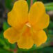 Mimulus aurantiacus