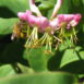 Lonicera hispidula