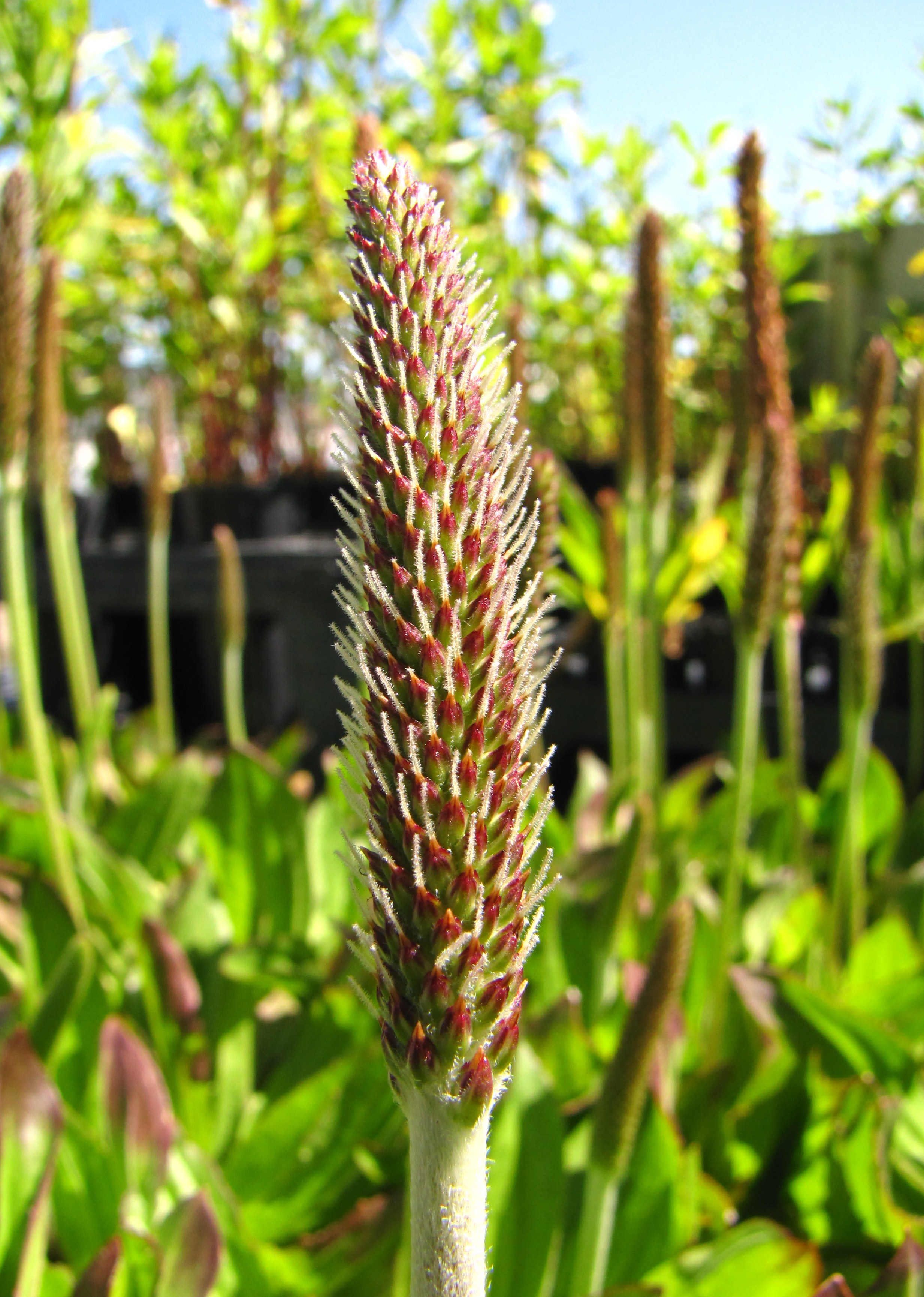 plantago