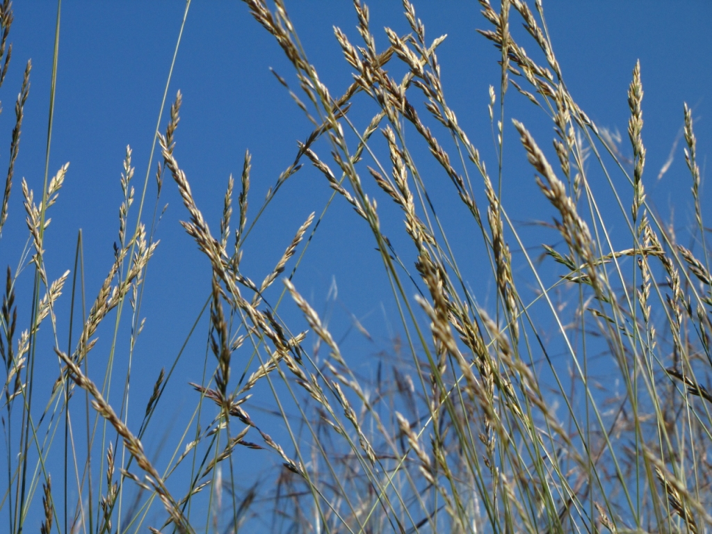 Poa secunda – The Watershed Nursery