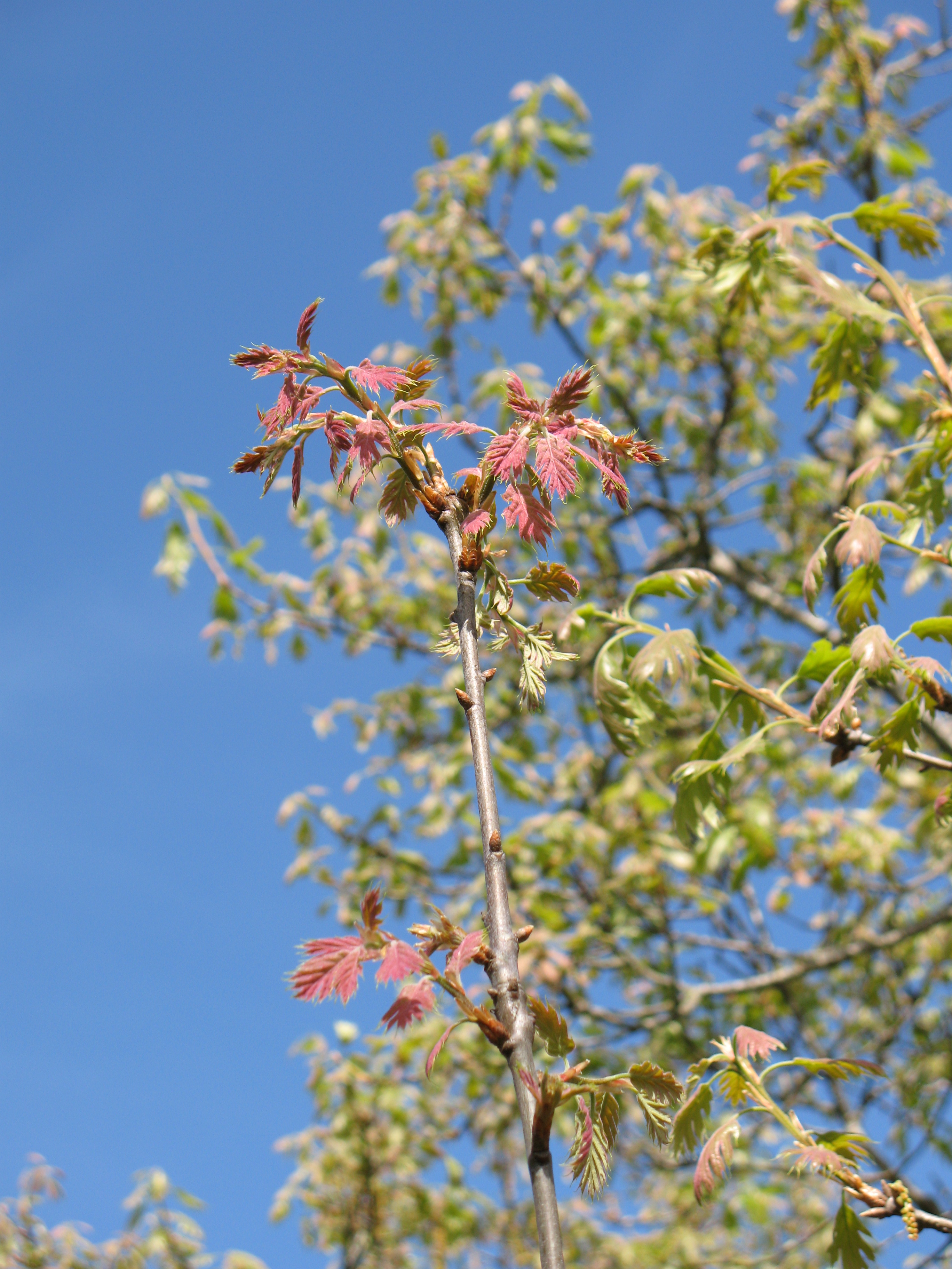 quercus kelloggii