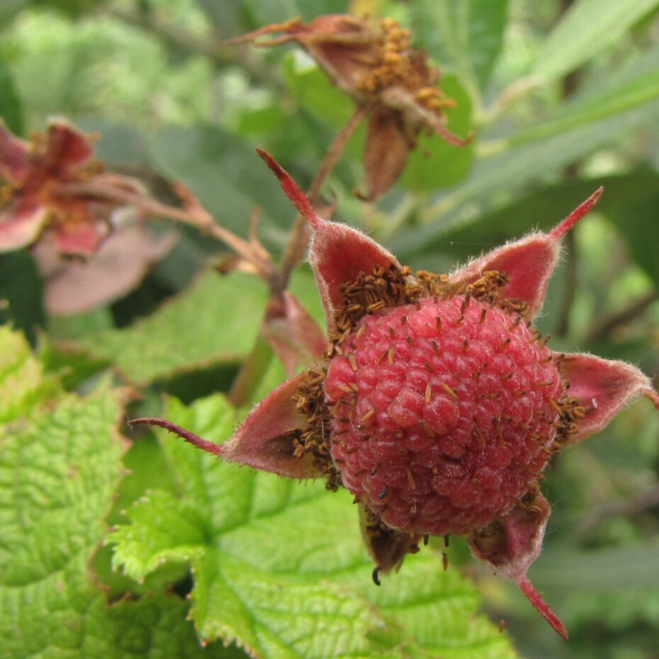 Rubus Parviflorus – The Watershed Nursery Cooperative