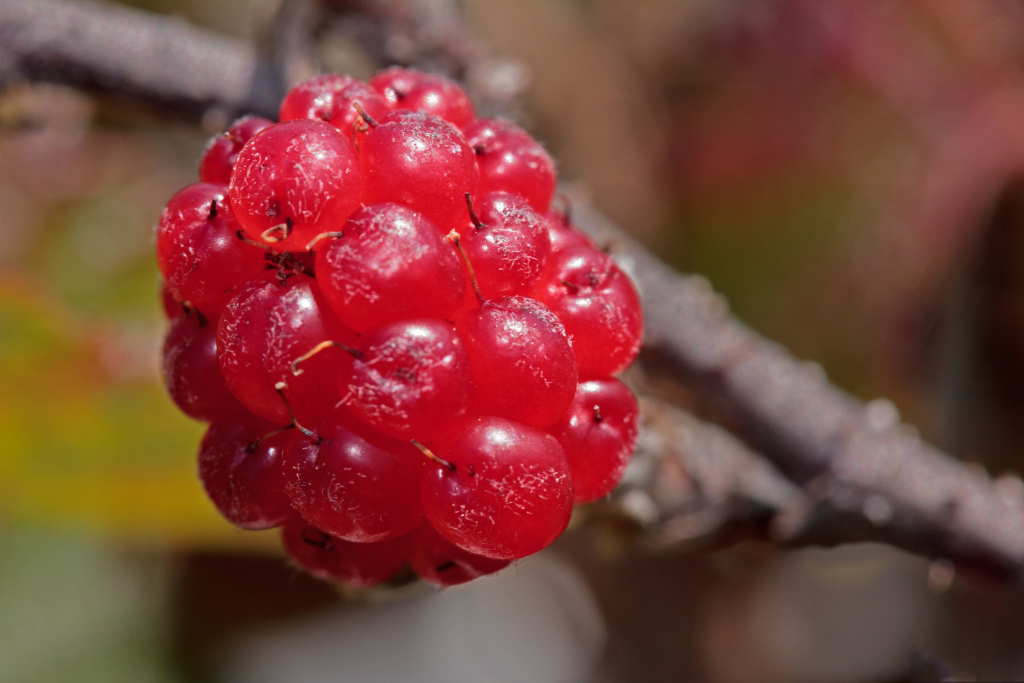 Rubus Ursinus – The Watershed Nursery