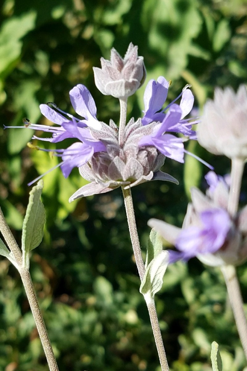 Salvia 'Pozo Blue' - The Watershed Nursery