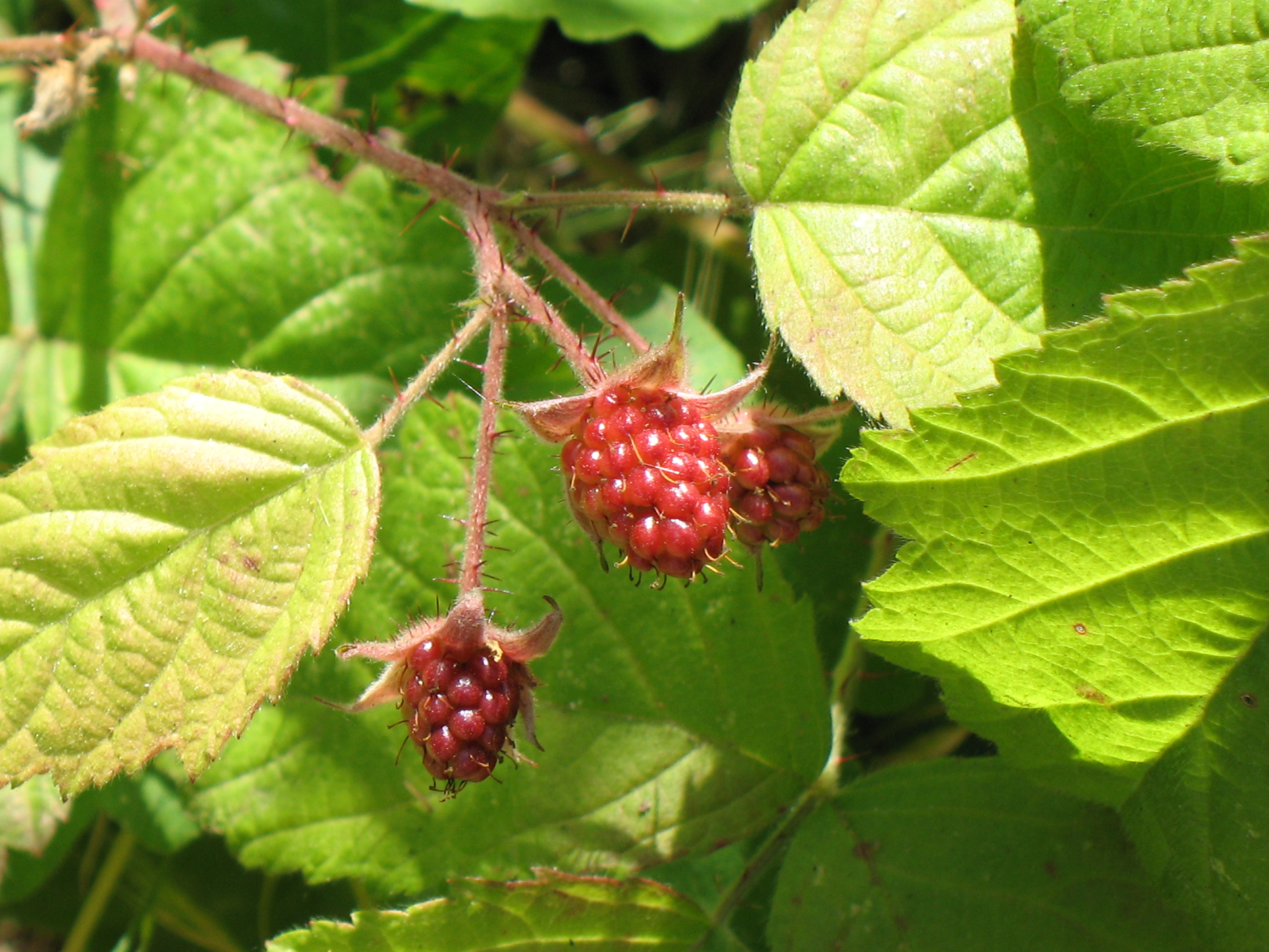 Rubus ursinus – The Watershed Nursery