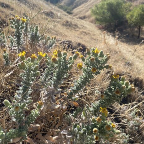 Heterotheca sessiliflora