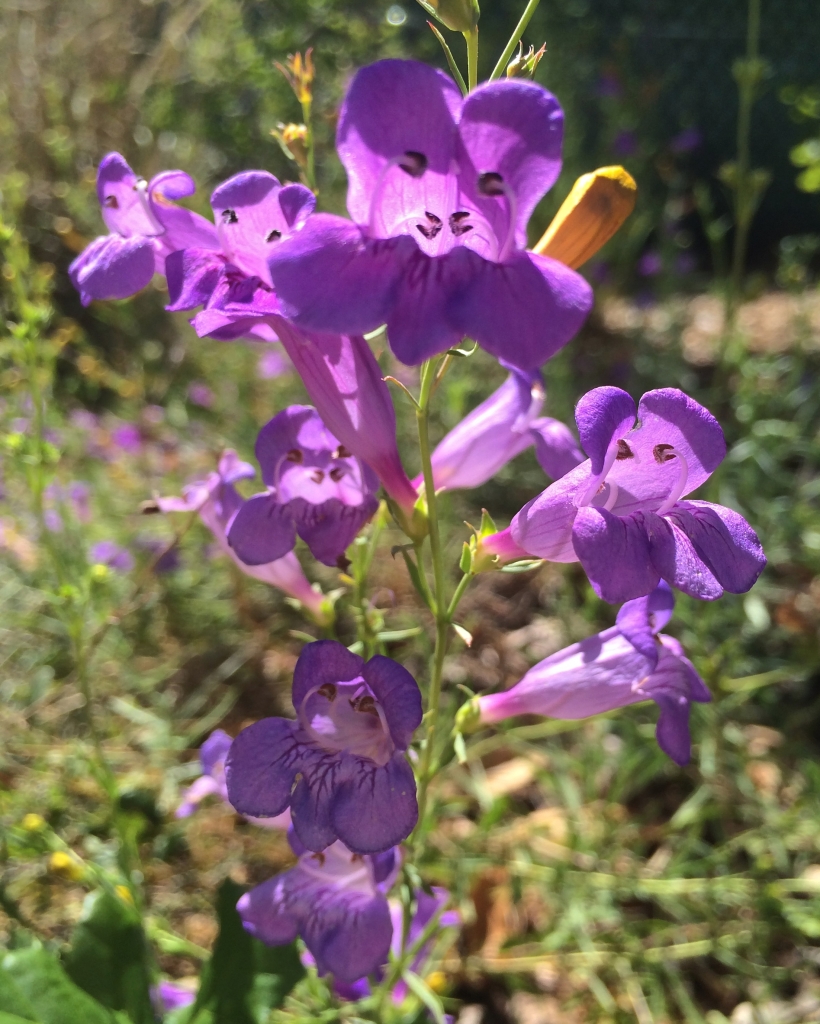 Penstemon h. ‘Margarita BOP’ – The Watershed Nursery