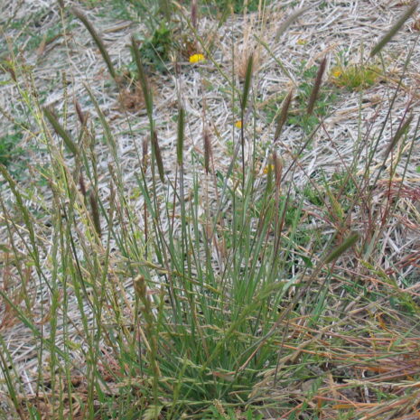 Hordeum brachyantherum – The Watershed Nursery