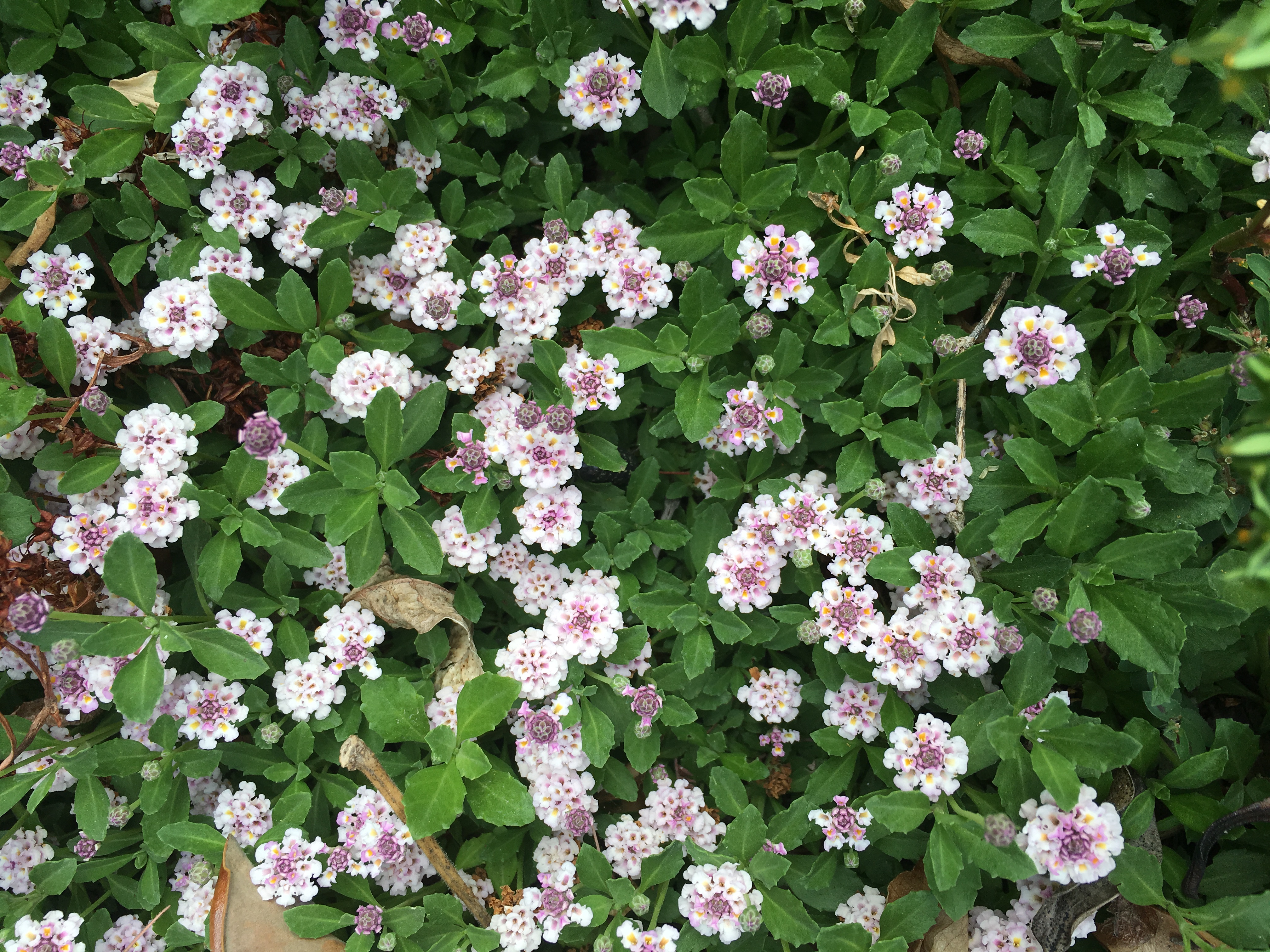 Phyla nodiflora var. nodiflora � The Watershed Nursery