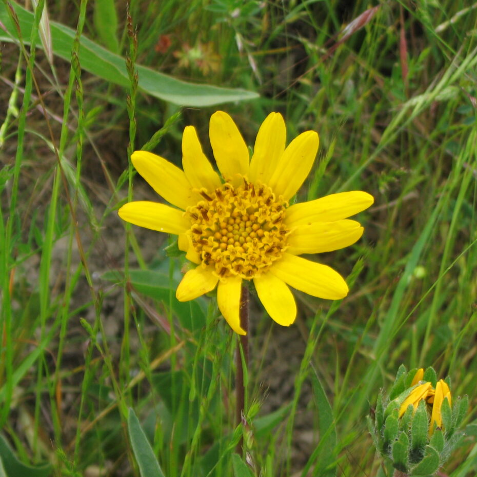 Wyethia angustifolia – The Watershed Nursery Cooperative