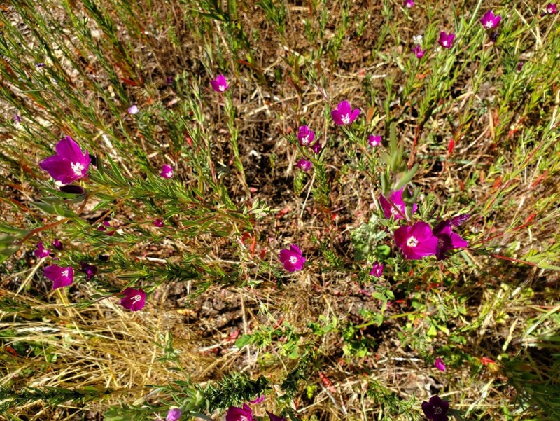 Clarkia purpurea – The Watershed Nursery