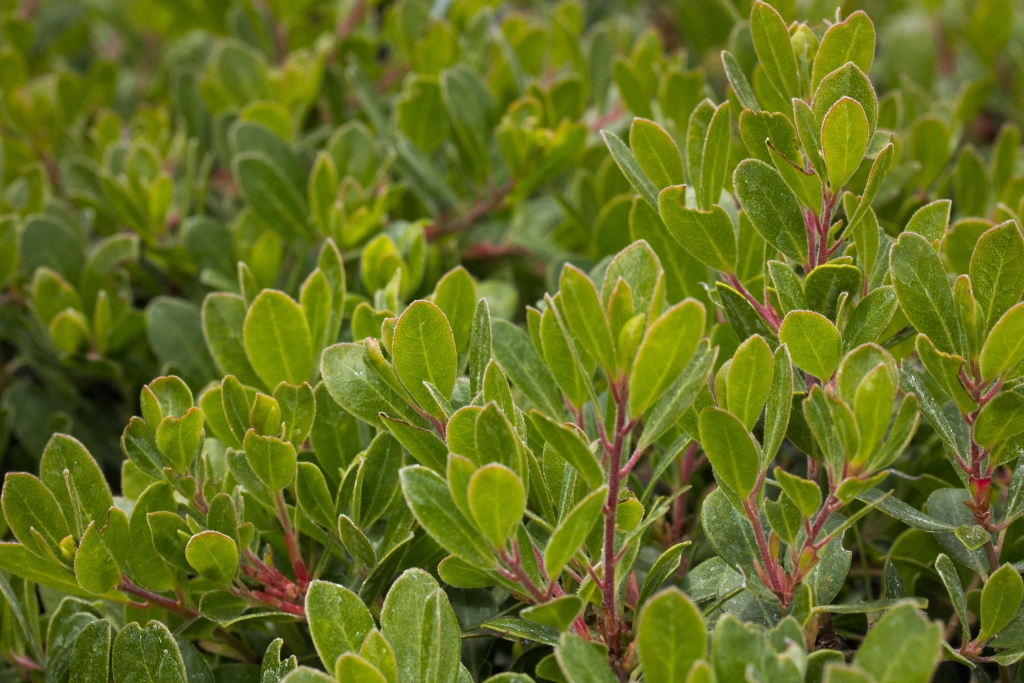 Arctostaphylos uva-ursi ‘Green Supreme’ – The Watershed Nursery