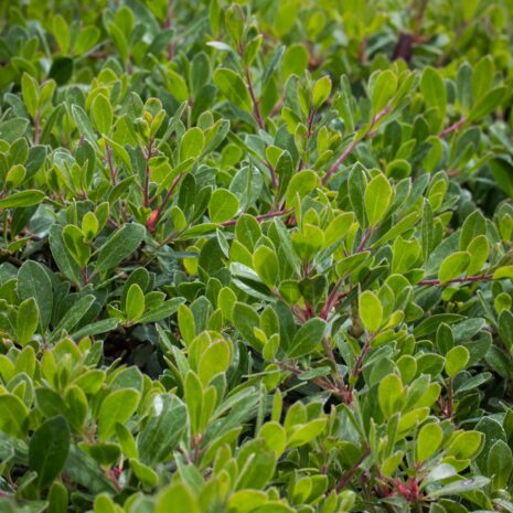 Arctostaphylos uva-ursi ‘Green Supreme’ – The Watershed Nursery Cooperative