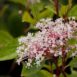 Ceanothus pallidus 'Marie Simon'