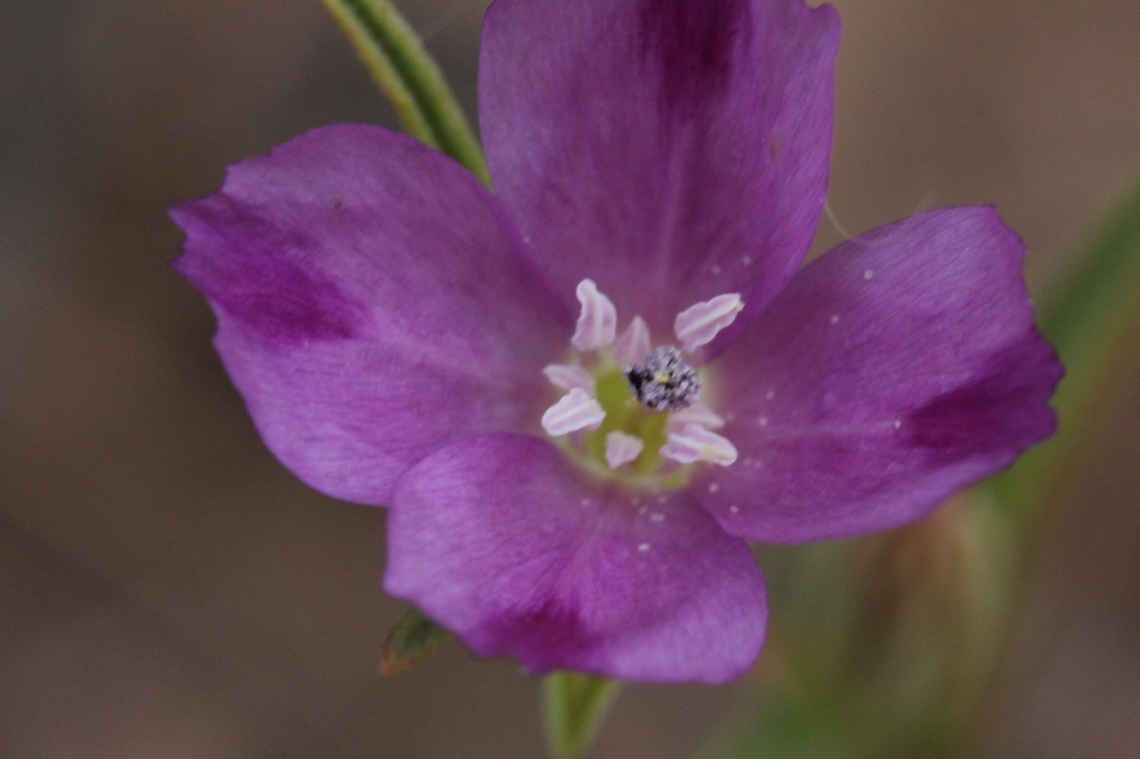 Clarkia purpurea – The Watershed Nursery