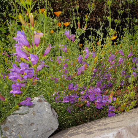 Penstemon heterophyllus