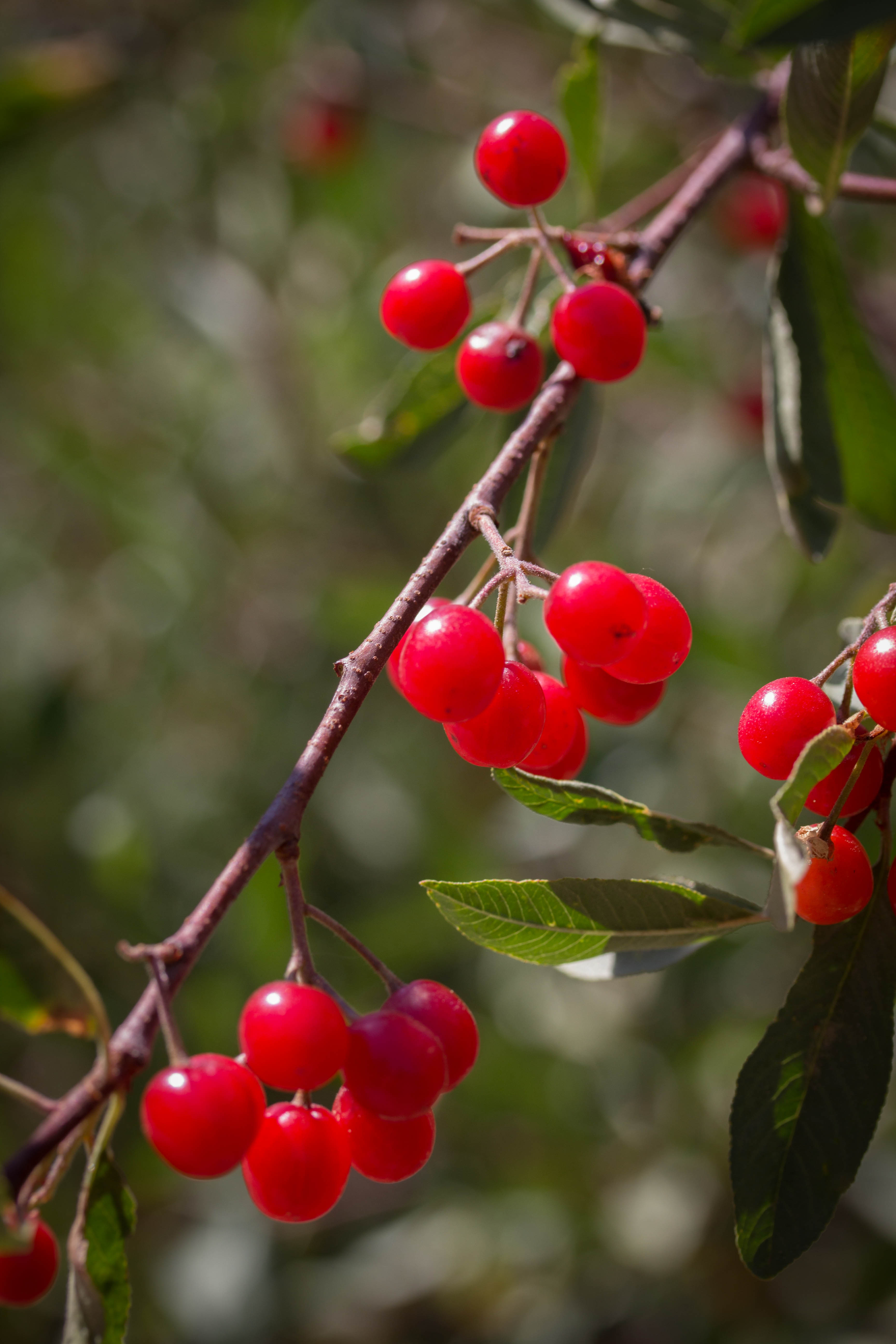 Prunus virginiana – The Watershed Nursery