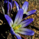 Brodiaea sp