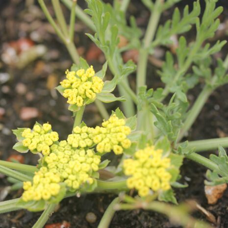 Lomatium utriculatum