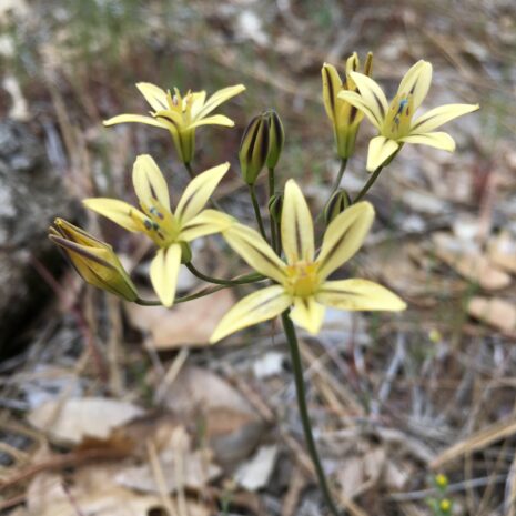 Triteleia ixioides