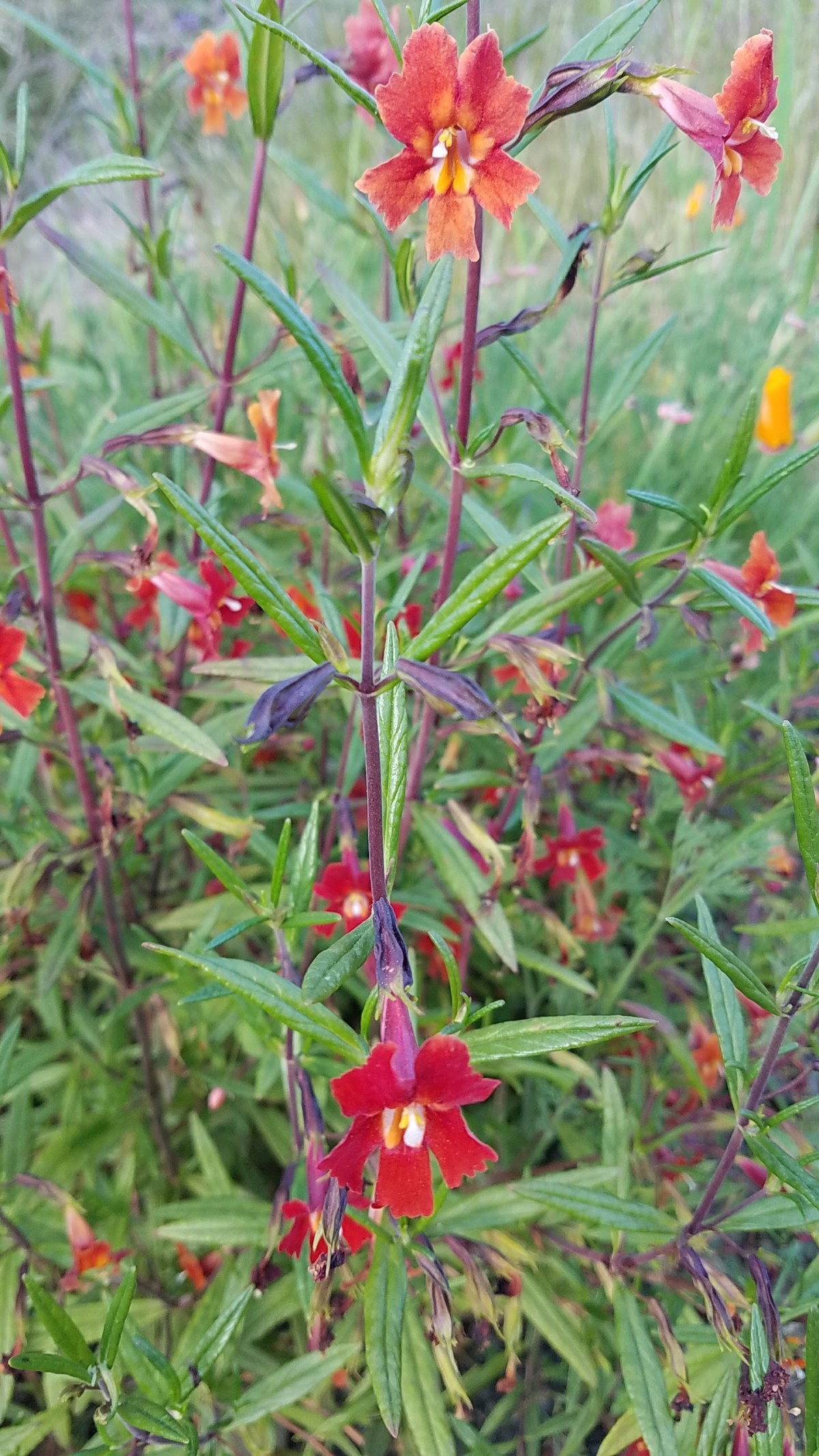 Diplacus puniceus – The Watershed Nursery