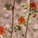 Sphaeralcea ambigua