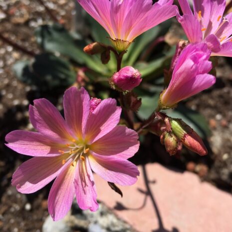 Lewisia codyledon 'Rainbow Mix'