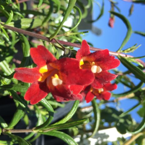 Mimulus aurantiacus var