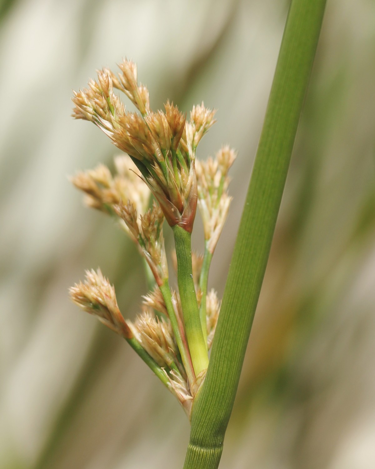 Scirpus CF. Californicus