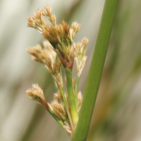 Schoenoplectus californicus