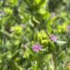 Epilobium densiflorum 3