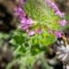 Epilobium densiflorum - Copy