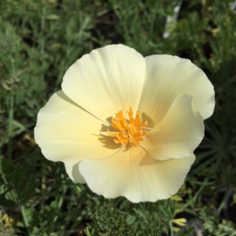 Eschscholzia californica 'Moonglow' 1