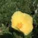 Eschscholzia californica 'Moonglow'