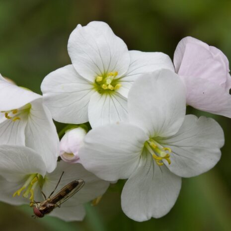 Milk maids (Cardamine californica) (2) (1280x914)