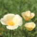 eschscholzia californica 'Moonglow' (1)