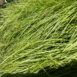 Carex athrostachya 1