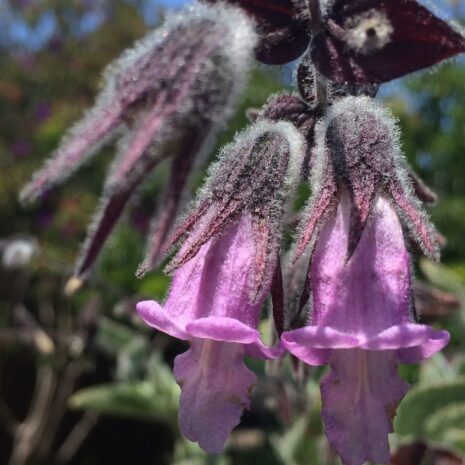 Lepechinia fragrans