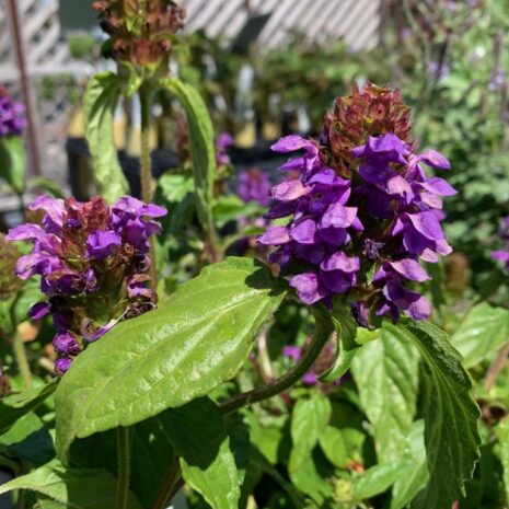 Prunella vulgaris (768x1024)