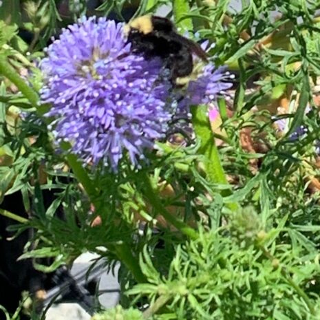 Gilia capitata